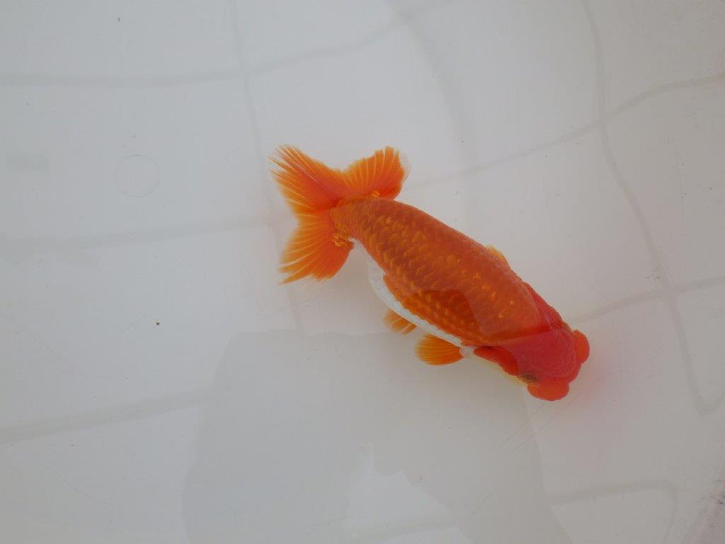 【 上位入賞独占ブリーダー】弐歳で勝負! 当歳らんちゅう 東大関系統 約14,5㎝ オス?