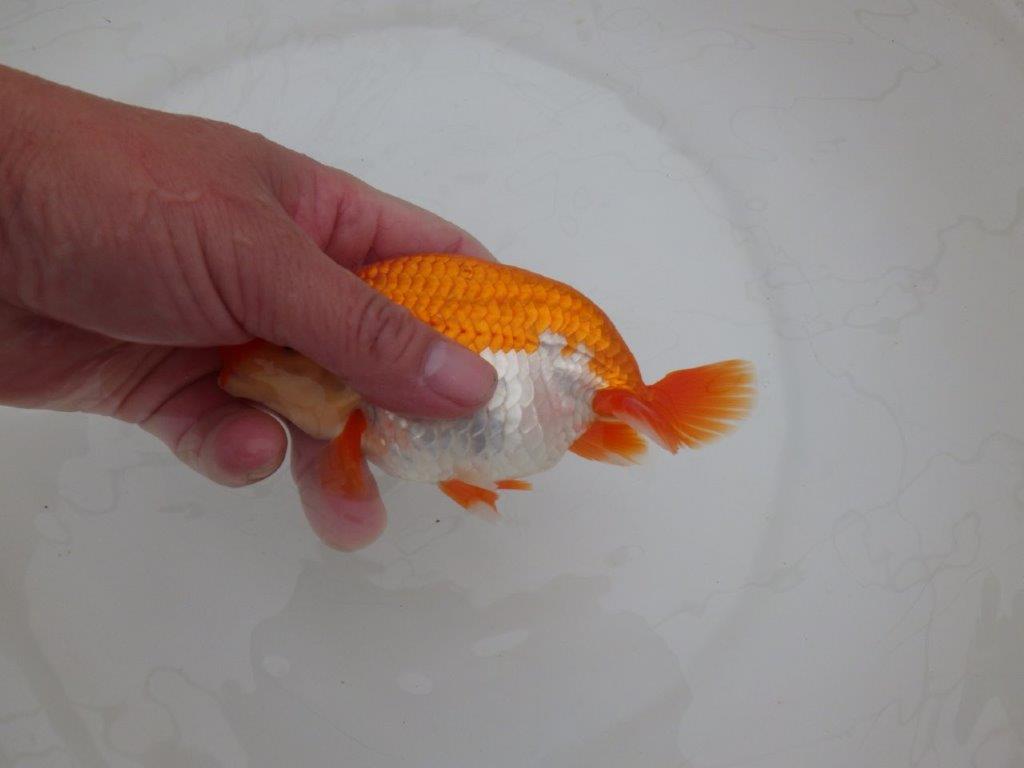 【 上位入賞独占ブリーダー】弐歳で勝負! 当歳らんちゅう 東大関系統 約14,5㎝ オス?