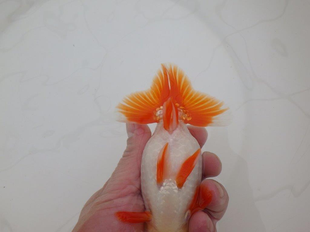 【 上位入賞独占ブリーダー】弐歳で勝負! 当歳らんちゅう 東大関系統 約14,5㎝ オス?