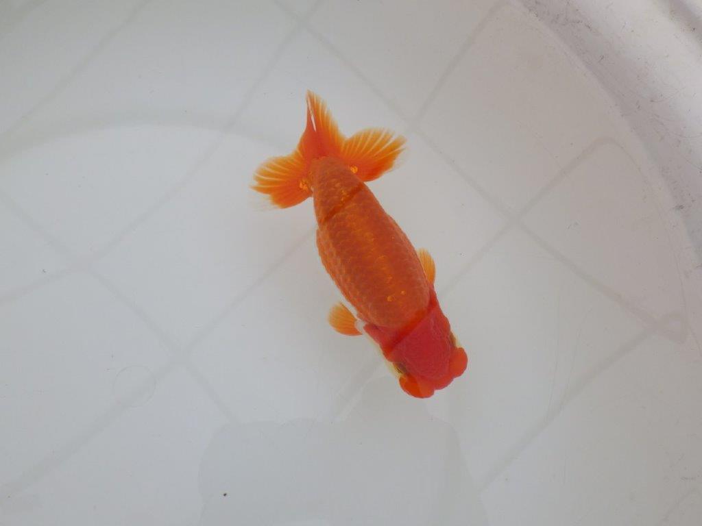 【 上位入賞独占ブリーダー】弐歳で勝負! 当歳らんちゅう 東大関系統 約14,5㎝ オス?