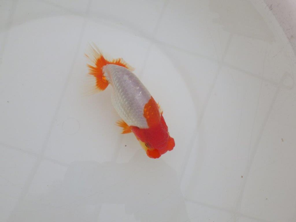 【 上位入賞独占ブリーダー】品評大会クラス 当歳らんちゅう 東大関系統 約14,5㎝ オス?