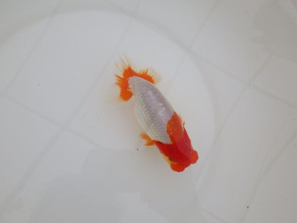 【 上位入賞独占ブリーダー】品評大会クラス 当歳らんちゅう 東大関系統 約14,5㎝ オス?