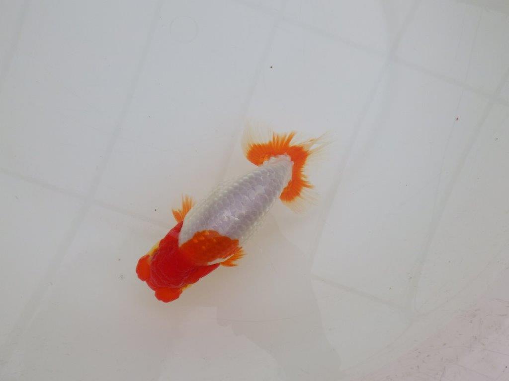 【 上位入賞独占ブリーダー】品評大会クラス 当歳らんちゅう 東大関系統 約14,5㎝ オス?