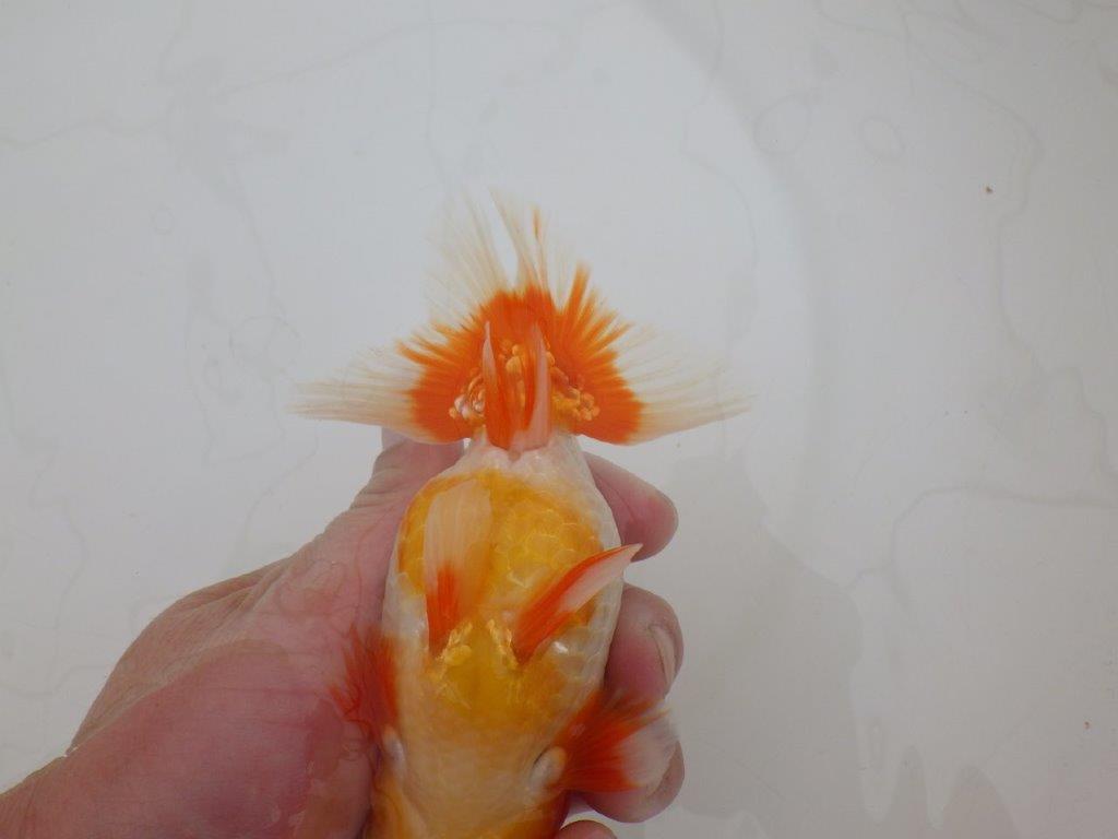 【 上位入賞独占ブリーダー】品評大会クラス 当歳らんちゅう 東大関系統 約14,5㎝ オス?