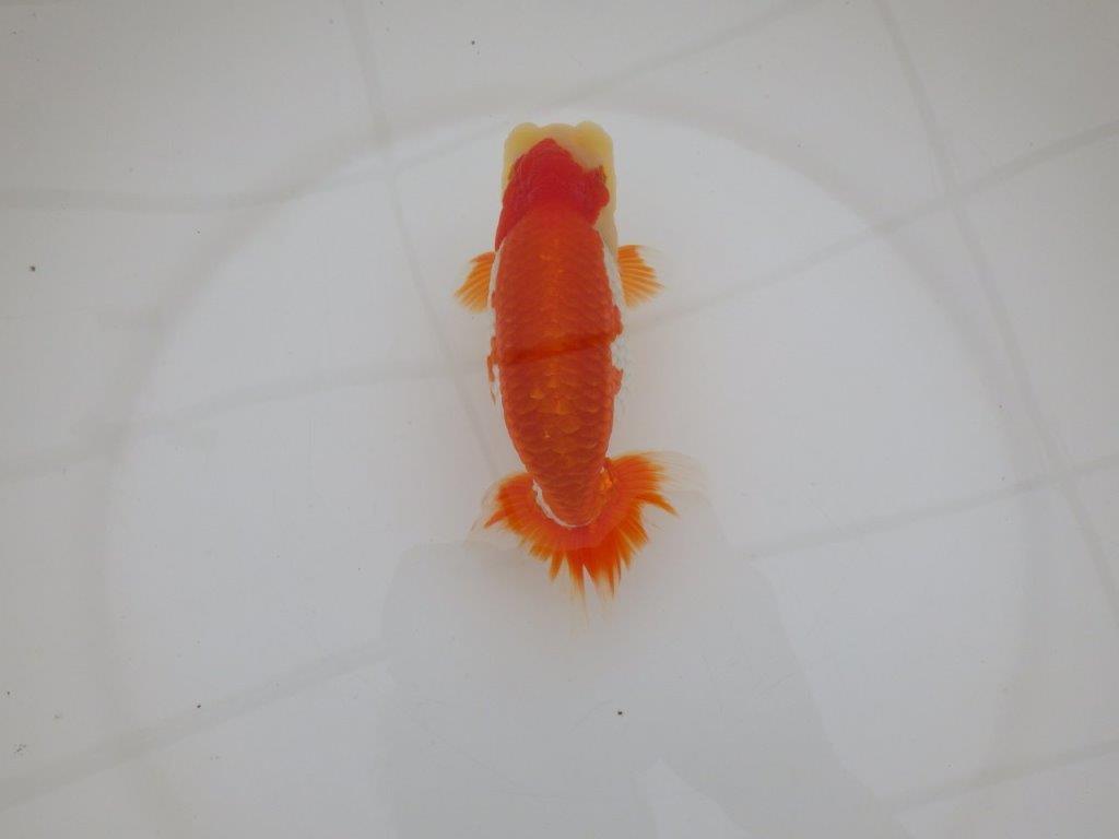 【 上位入賞独占ブリーダー】上物品評大会クラス 当歳らんちゅう 東大関系統 約15㎝ オス?