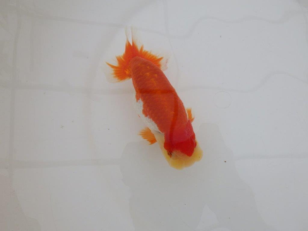 【 上位入賞独占ブリーダー】上物品評大会クラス 当歳らんちゅう 東大関系統 約15㎝ オス?