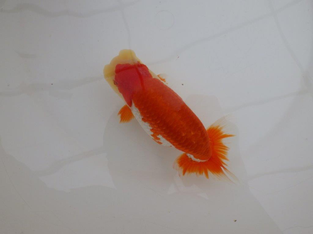 【 上位入賞独占ブリーダー】上物品評大会クラス 当歳らんちゅう 東大関系統 約15㎝ オス?