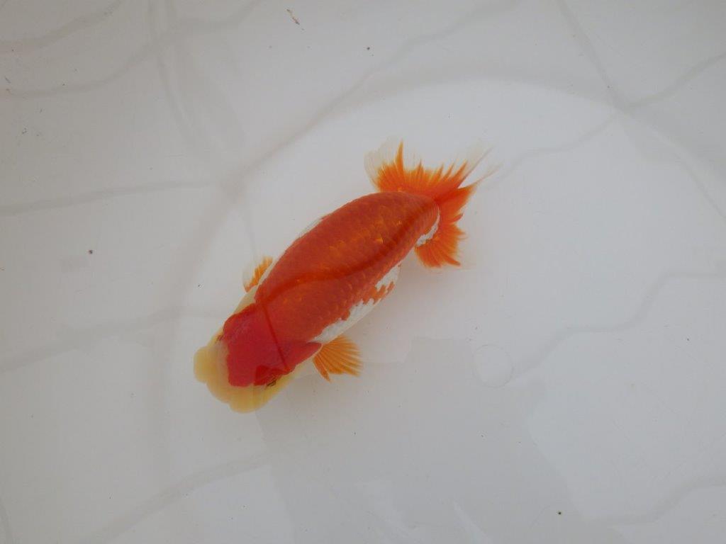 【 上位入賞独占ブリーダー】上物品評大会クラス 当歳らんちゅう 東大関系統 約15㎝ オス?