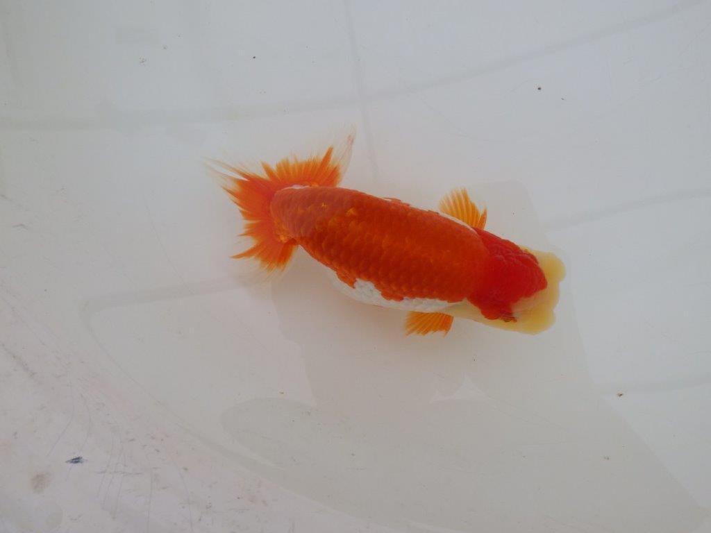 【 上位入賞独占ブリーダー】上物品評大会クラス 当歳らんちゅう 東大関系統 約15㎝ オス?