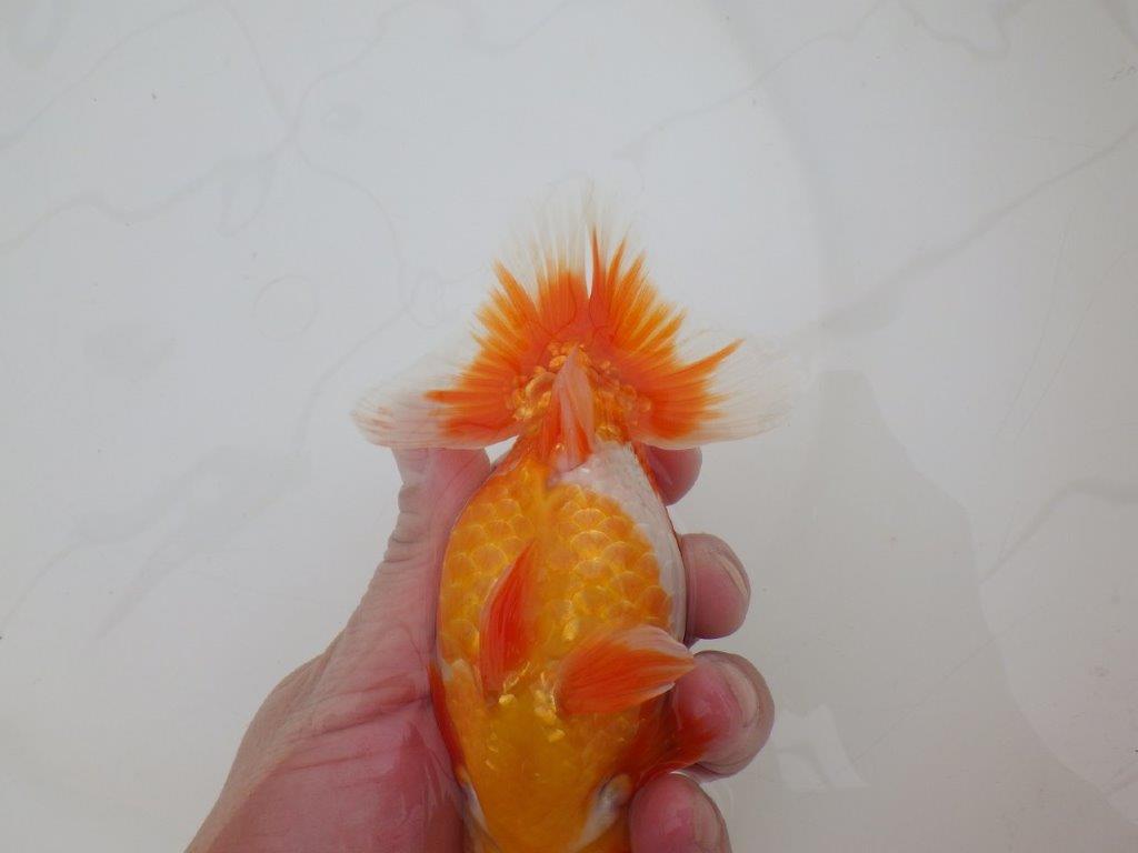 【 上位入賞独占ブリーダー】上物品評大会クラス 当歳らんちゅう 東大関系統 約15㎝ オス?