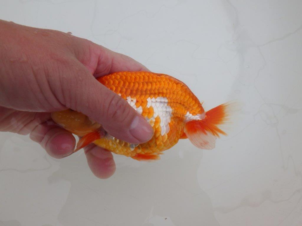 【 上位入賞独占ブリーダー】上物品評大会クラス 当歳らんちゅう 東大関系統 約15㎝ オス?