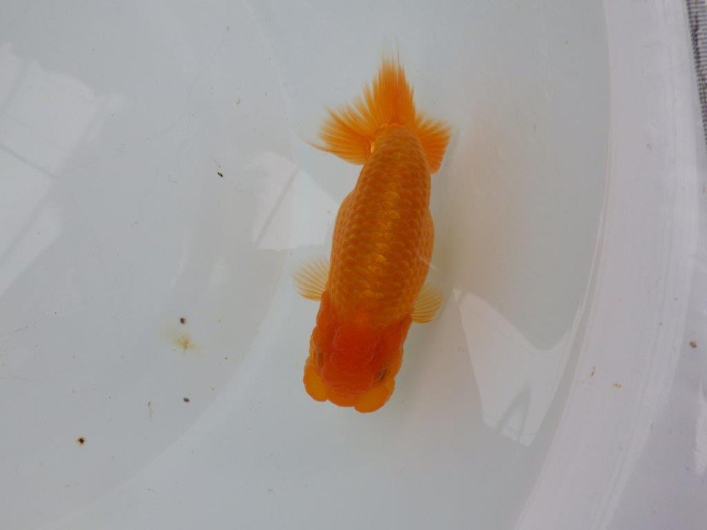 【 愛知実力派ブリーダー】 頭が良く背も綺麗な 当歳らんちゅう 約12,5㎝ オス?