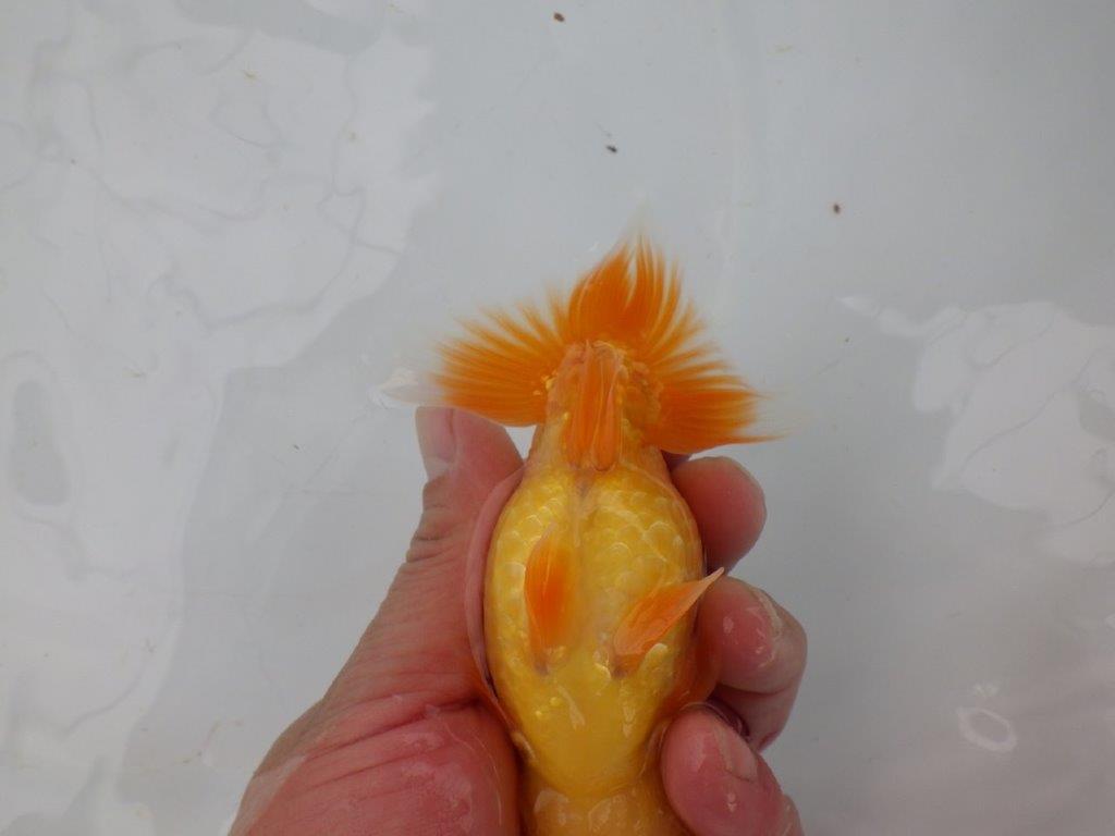 【 愛知実力派ブリーダー】 頭が良く背も綺麗な 当歳らんちゅう 約12,5㎝ オス?