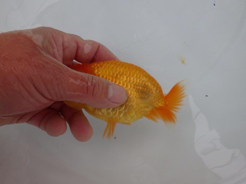 【 愛知実力派ブリーダー】 頭が良く背も綺麗な 当歳らんちゅう 約12,5㎝ オス?