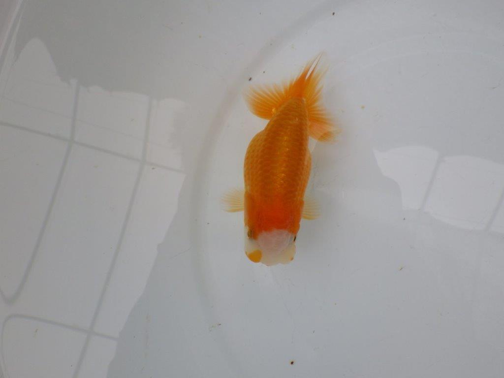 【 愛知実力派ブリーダー】 尾型が良く可愛い雰囲気の 当歳らんちゅう 約12㎝ メス?