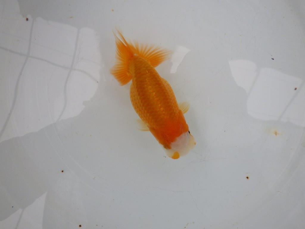 【 愛知実力派ブリーダー】　尾型が良く可愛い雰囲気の 当歳らんちゅう　　約12㎝  メス？