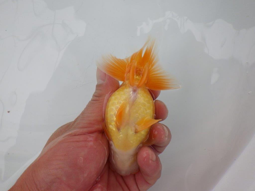 【 愛知実力派ブリーダー】 尾型が良く可愛い雰囲気の 当歳らんちゅう 約12㎝ メス?