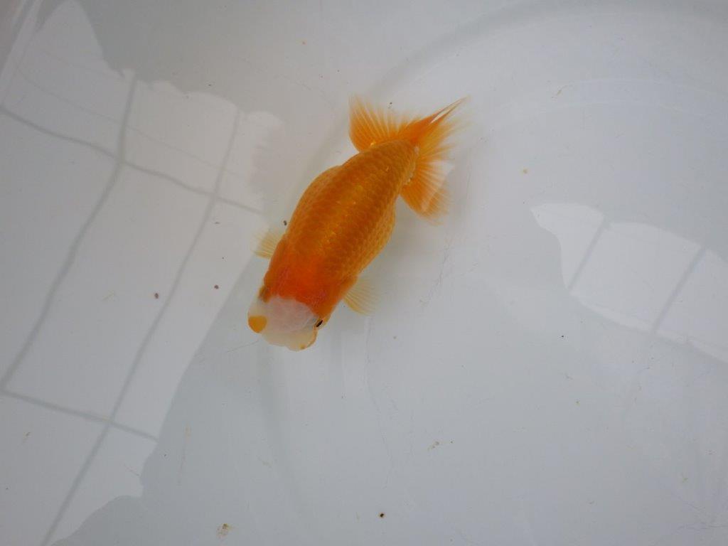 【 愛知実力派ブリーダー】 尾型が良く可愛い雰囲気の 当歳らんちゅう 約12㎝ メス?