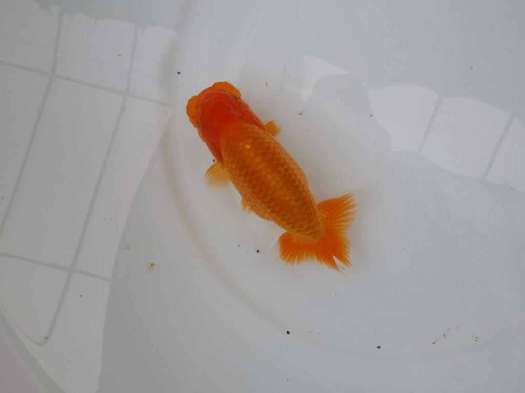 【 愛知実力派ブリーダー】 種にもお勧めの当歳らんちゅう 約13,5㎝ メス?