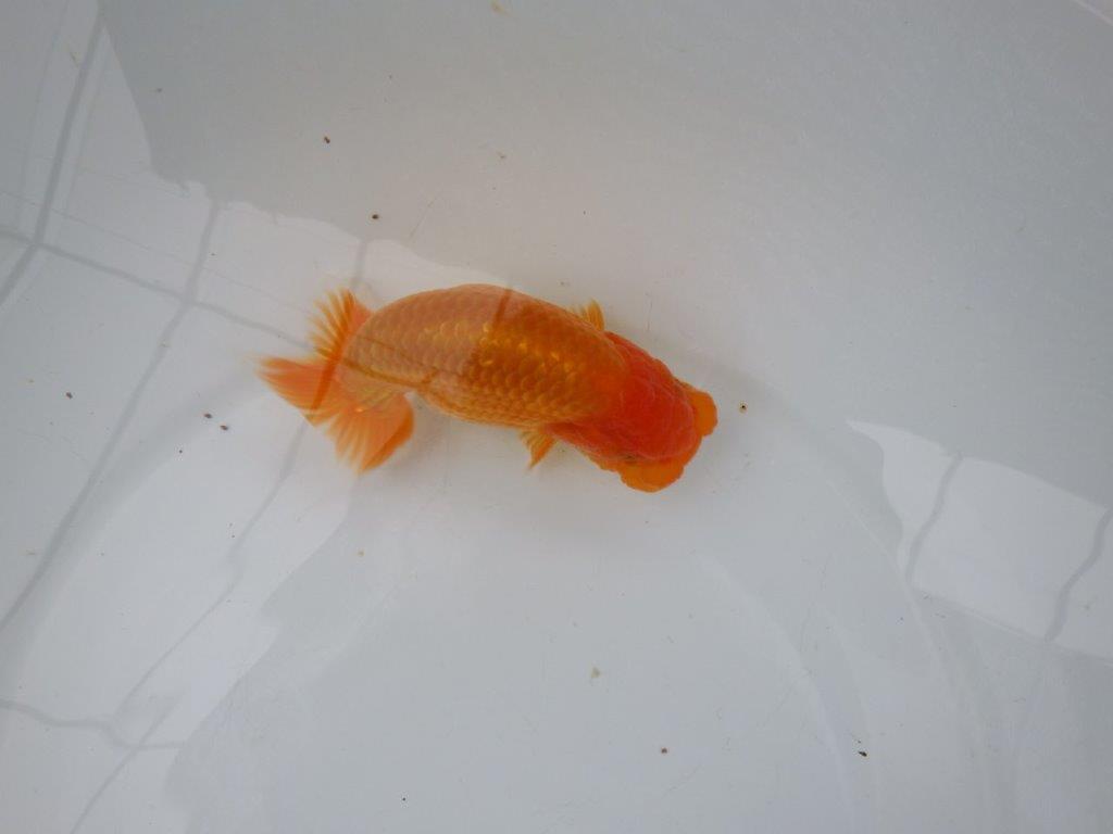 【 愛知実力派ブリーダー】 種にもお勧めの当歳らんちゅう 約13,5㎝ メス?