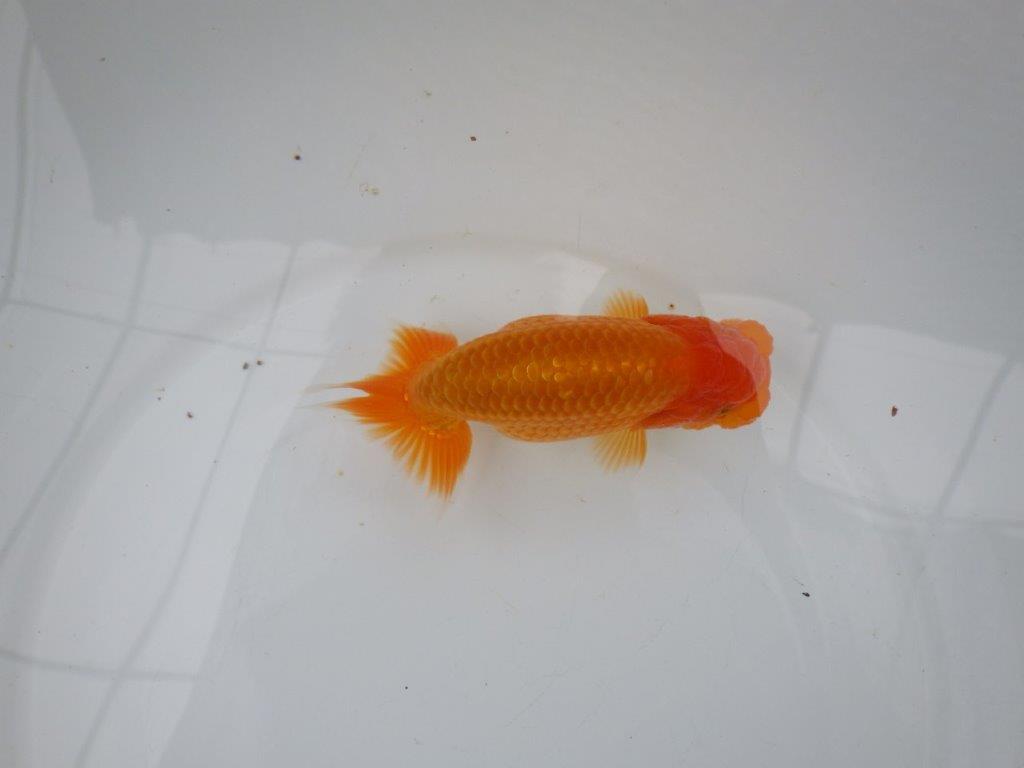 【 愛知実力派ブリーダー】 種にもお勧めの当歳らんちゅう 約13,5㎝ メス?