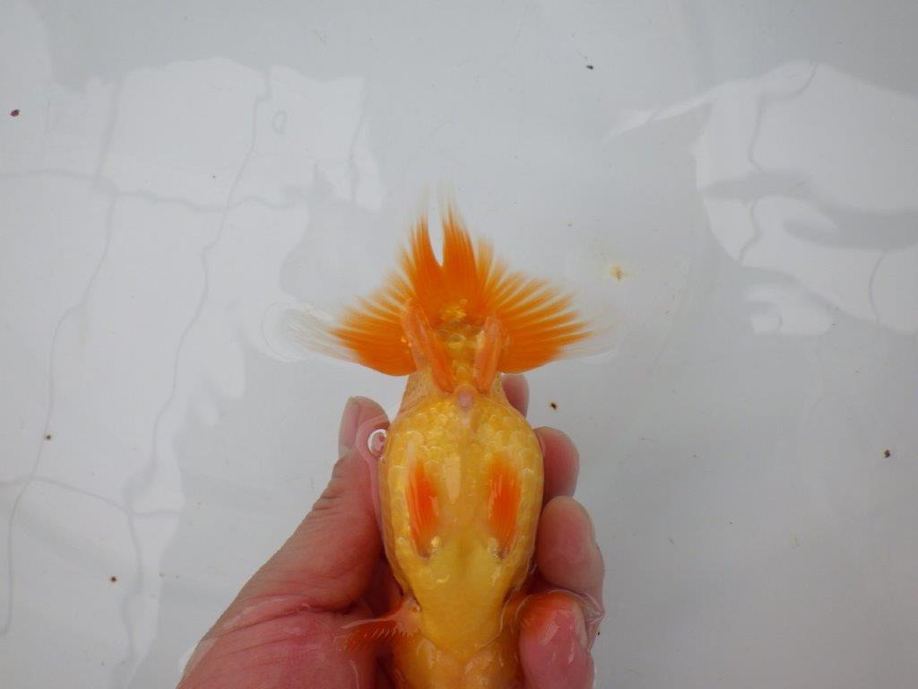 【 愛知実力派ブリーダー】 種にもお勧めの当歳らんちゅう 約13,5㎝ メス?