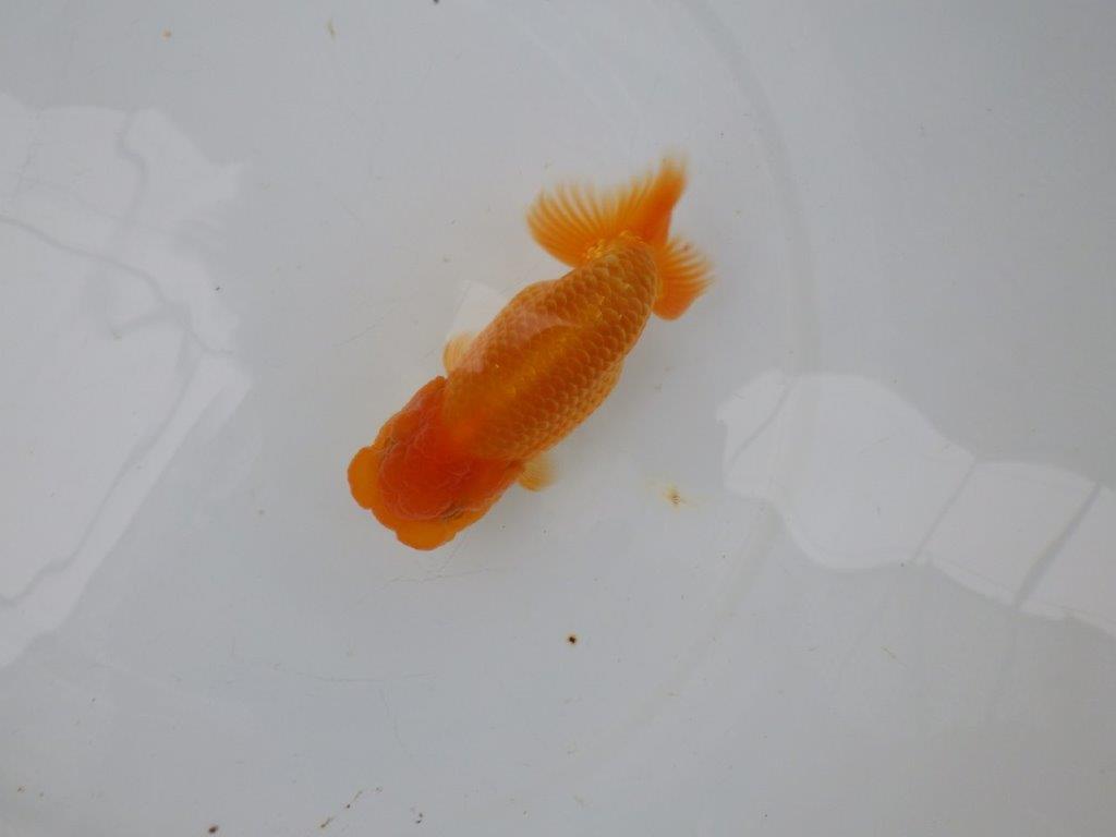 【 愛知実力派ブリーダー】　素材が良く飼い込みお勧めの当歳らんちゅう　　約12,5㎝  メス？