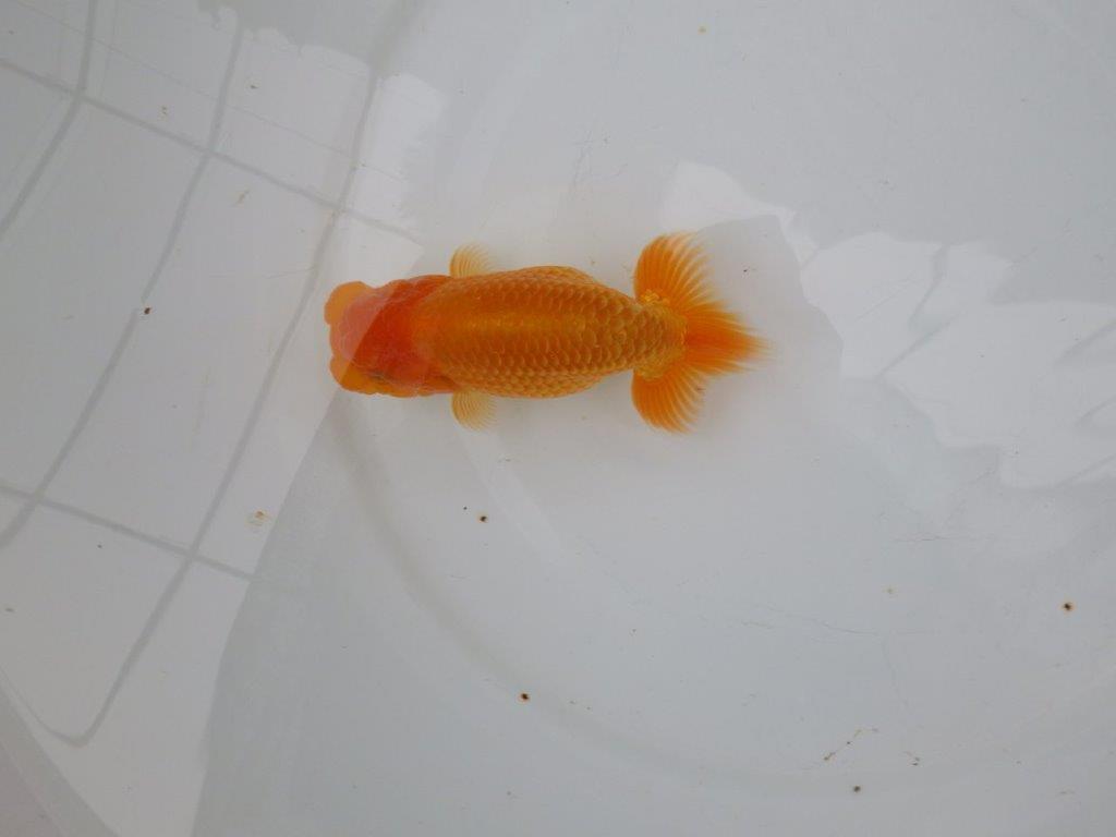 【 愛知実力派ブリーダー】　素材が良く飼い込みお勧めの当歳らんちゅう　　約12,5㎝  メス？