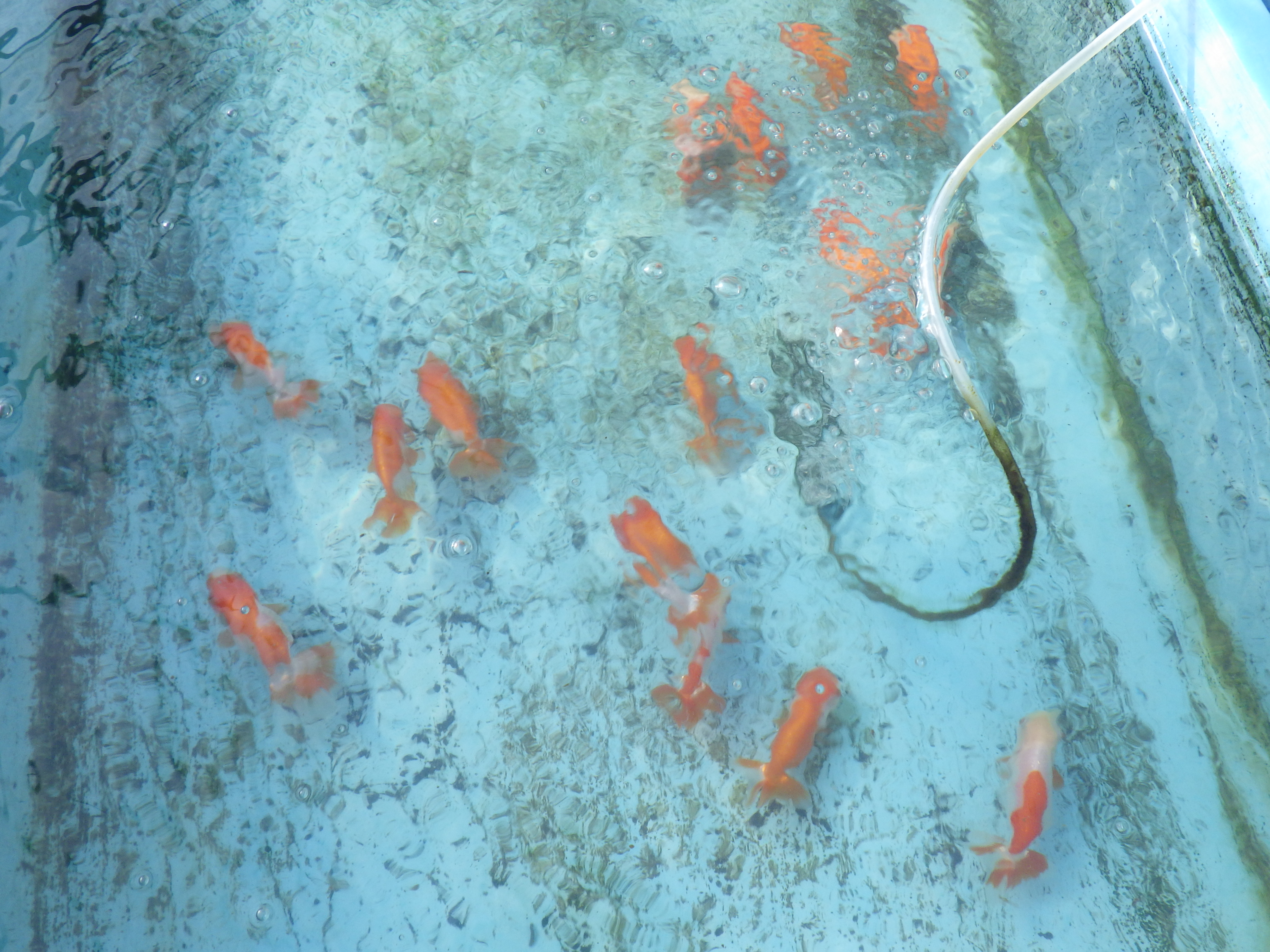 【 11月限定!観賞用更紗２尾セット】色艶が良い・柄が綺麗・背が綺麗などお楽しみください