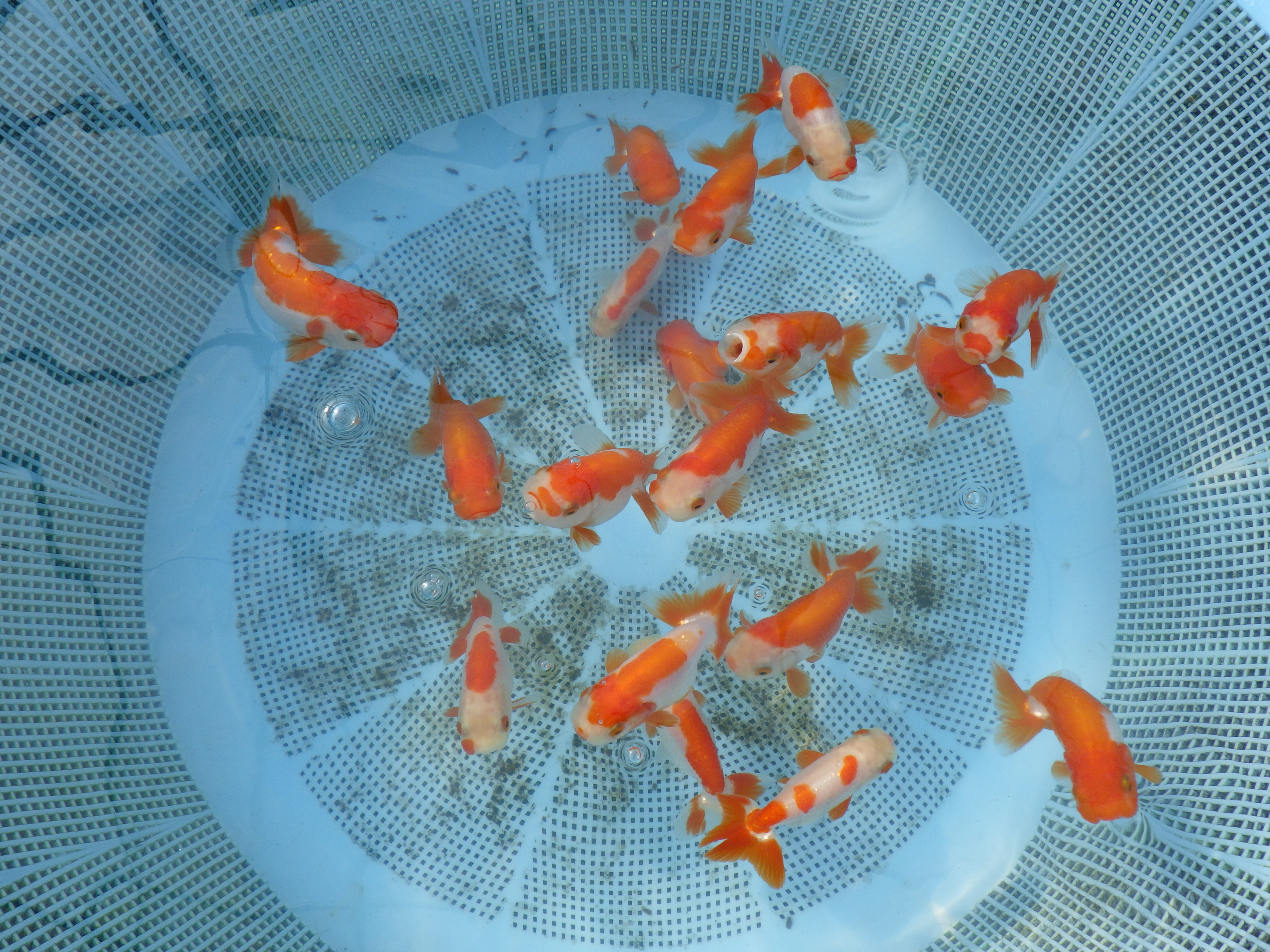 【 11月限定!観賞用更紗２尾セット】色艶が良い・柄が綺麗・背が綺麗などお楽しみください