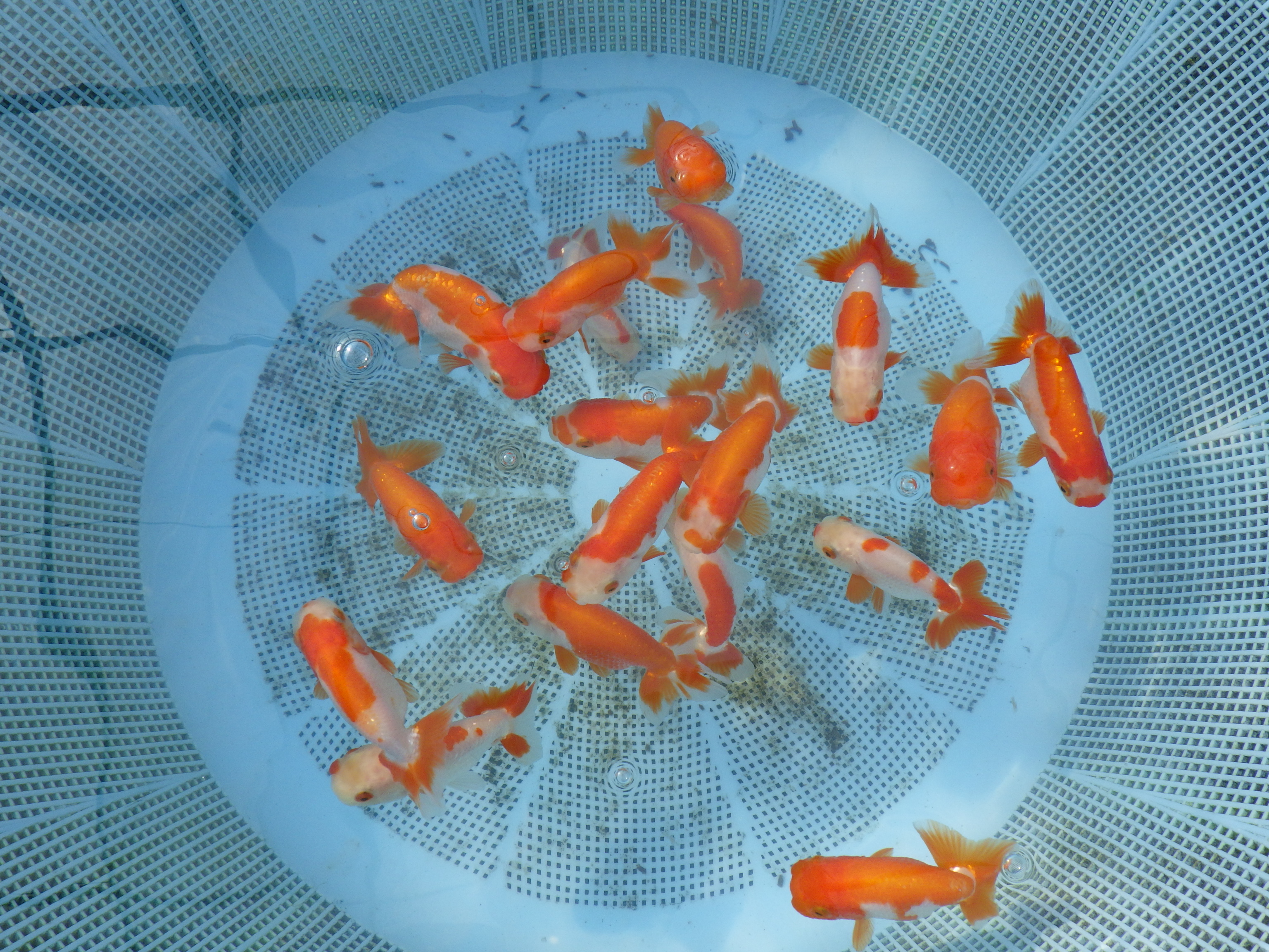 【 11月限定!観賞用更紗２尾セット】色艶が良い・柄が綺麗・背が綺麗などお楽しみください