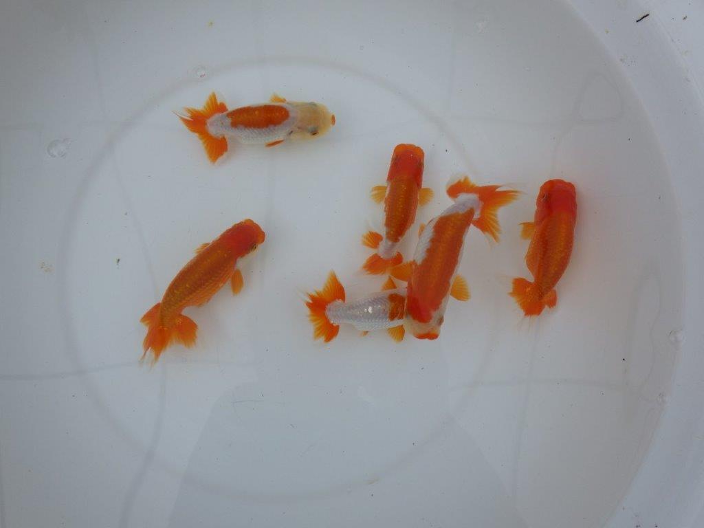 【店長にお任せ！　上物更紗らんちゅう２尾セット】限定５セット