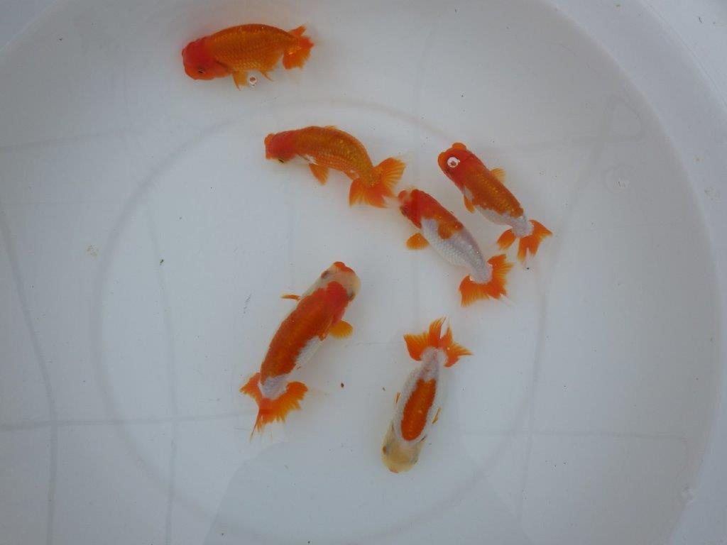 【店長にお任せ！　上物更紗らんちゅう２尾セット】限定５セット