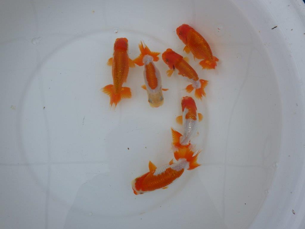 【店長にお任せ！　上物更紗らんちゅう２尾セット】限定５セット