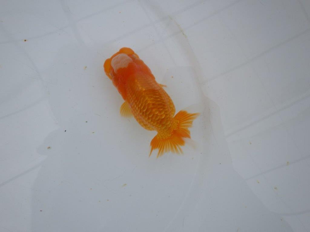 【大切にしてきた当歳らんちゅう 】レア　岐阜超フンタンブリーダー　A　約11,5cm  メス？