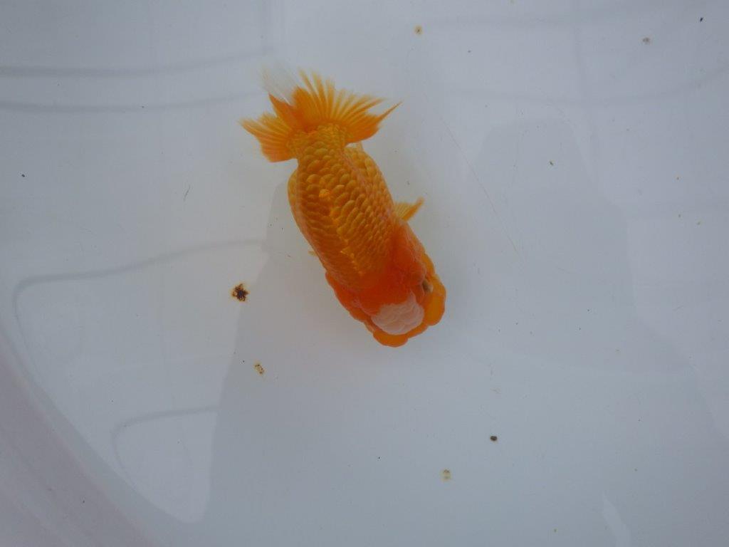 【大切にしてきた当歳らんちゅう 】レア　岐阜超フンタンブリーダー　A　約11,5cm  メス？