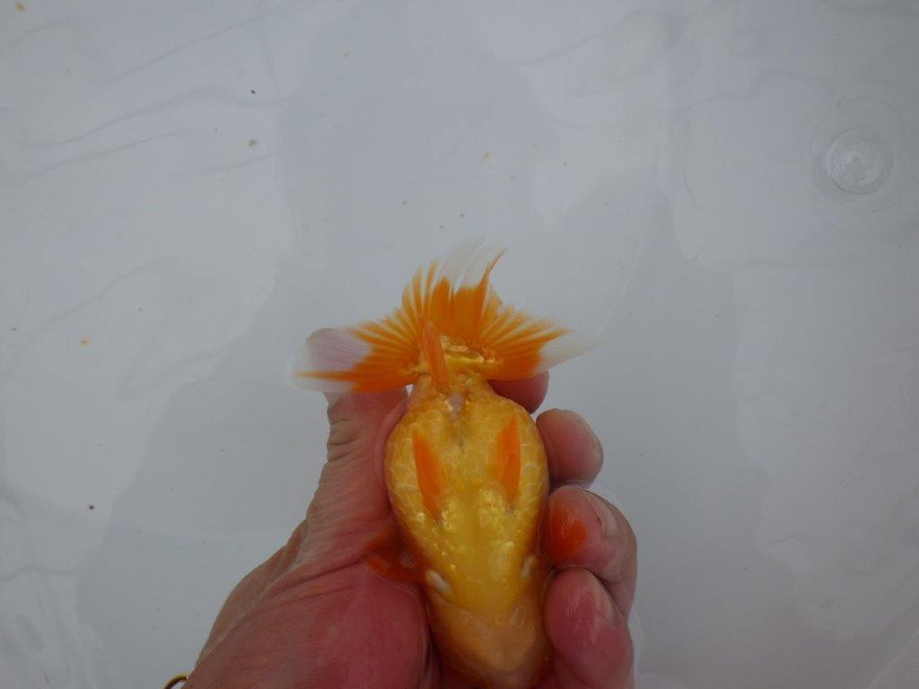 【大切にしてきた当歳らんちゅう 】レア　岐阜超フンタンブリーダー　A　約11,5cm  メス？