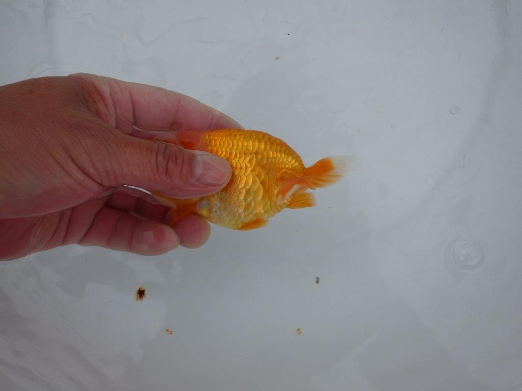 【大切にしてきた当歳らんちゅう 】レア　岐阜超フンタンブリーダー　A　約11,5cm  メス？