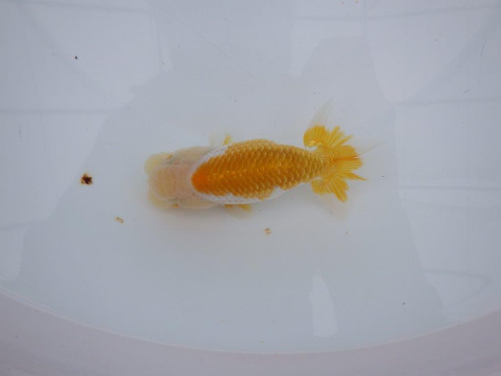 【大切にしてきた当歳らんちゅう 】レア 岐阜超フンタンブリーダー B 約13cm メス?