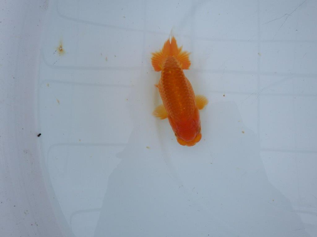 【大切にしてきた当歳らんちゅう 】レア　岐阜超フンタンブリーダー　D　約11cm  オス？