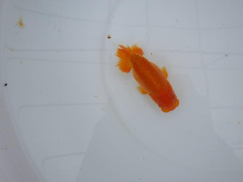 【大切にしてきた当歳らんちゅう 】レア　岐阜超フンタンブリーダー　D　約11cm  オス？