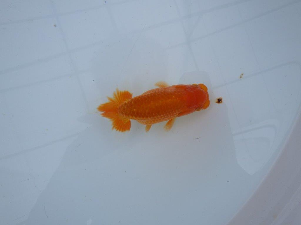 【大切にしてきた当歳らんちゅう 】レア　岐阜超フンタンブリーダー　D　約11cm  オス？