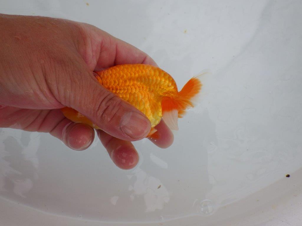 【大切にしてきた当歳らんちゅう 】レア　岐阜超フンタンブリーダー　D　約11cm  オス？