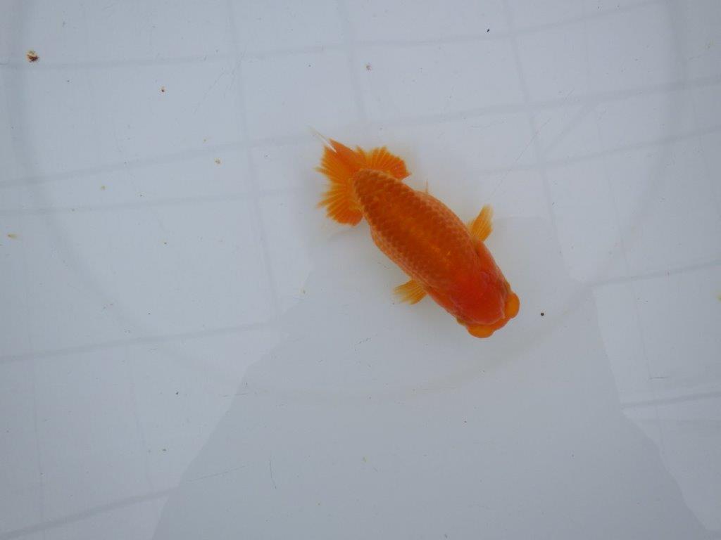 【大切にしてきた当歳らんちゅう 】レア　岐阜超フンタンブリーダー　D　約11cm  オス？