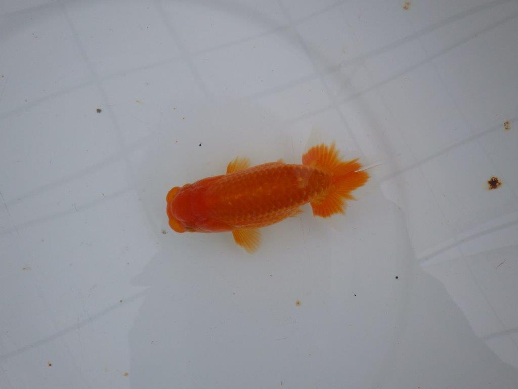 【大切にしてきた当歳らんちゅう 】レア　岐阜超フンタンブリーダー　D　約11cm  オス？