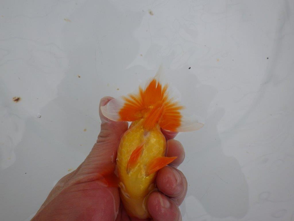 【大切にしてきた当歳らんちゅう 】レア　岐阜超フンタンブリーダー　D　約11cm  オス？