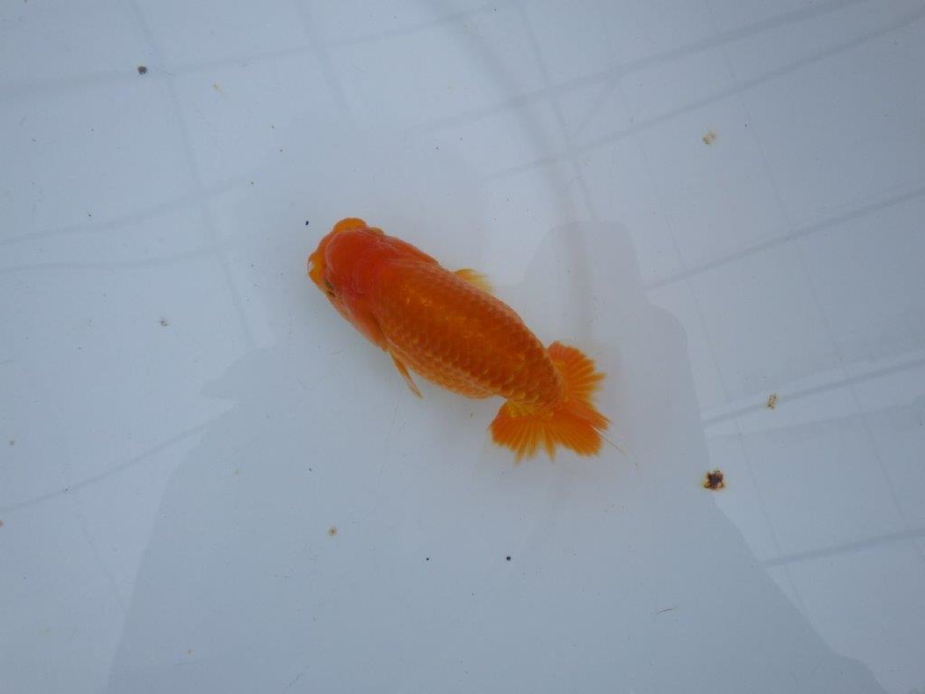 【大切にしてきた当歳らんちゅう 】レア　岐阜超フンタンブリーダー　D　約11cm  オス？