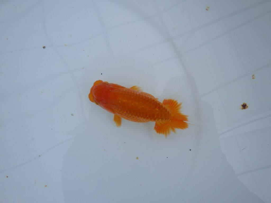 【大切にしてきた当歳らんちゅう 】レア　岐阜超フンタンブリーダー　D　約11cm  オス？の上身