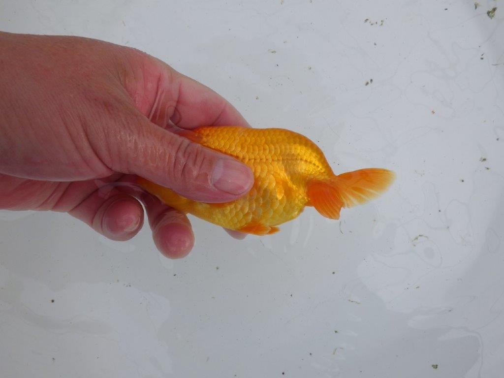 【大切にしてきた当歳らんちゅう 】超お勧め系統 種にも! A 約12,5cm メス?