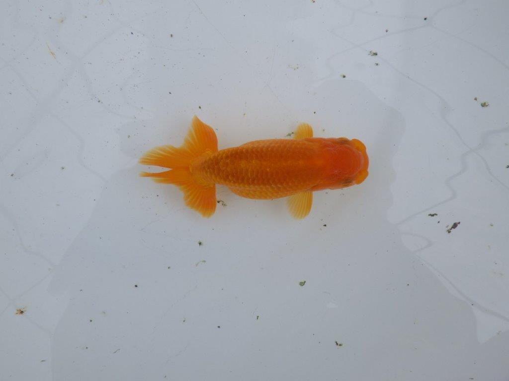 【大切にしてきた当歳らんちゅう 】超お勧め系統 種にも! A 約12,5cm メス?